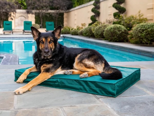 BarkBox & Super Chewer Deal – FREE Dog Bed With First Box of Toys and Treats for Dogs!